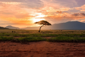 Africa Amboseli Tree